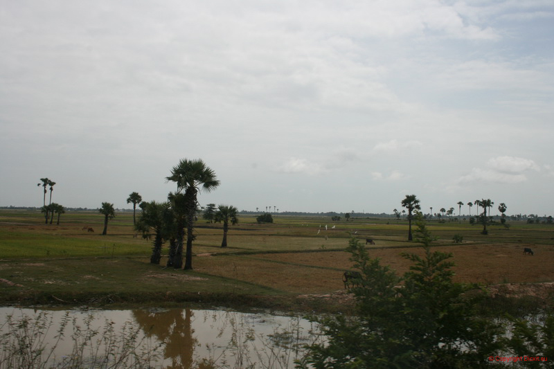 Cambodge 31.4